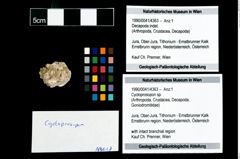 Foto (Objekt + Etikett) von Cycloprosopon sp.  (NHMW-GEO-1990-0041-4363)